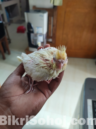 Cocataile hand feeding baby